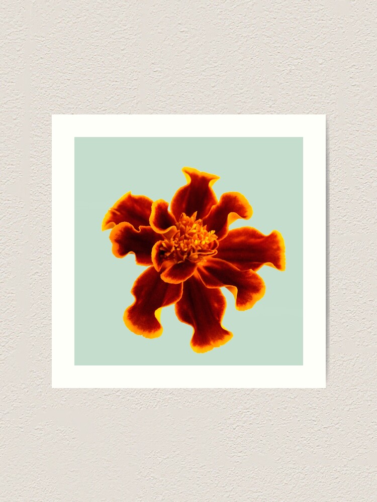 Alternate view of Marigold Flower Art Print