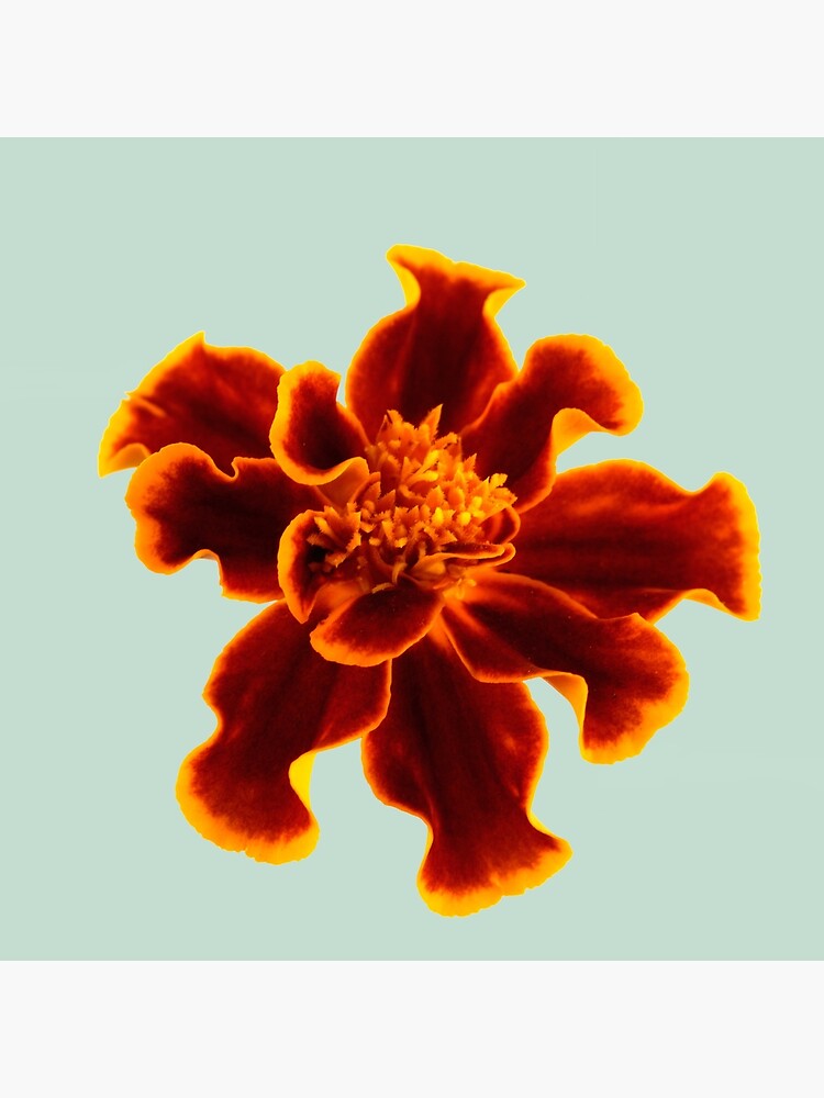 Marigold Flower by fardad