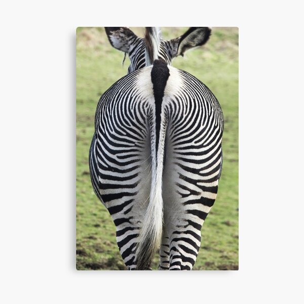 Zebra Butt Canvas Print