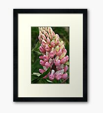 Lupin Framed Print