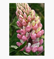 Lupin Photographic Print