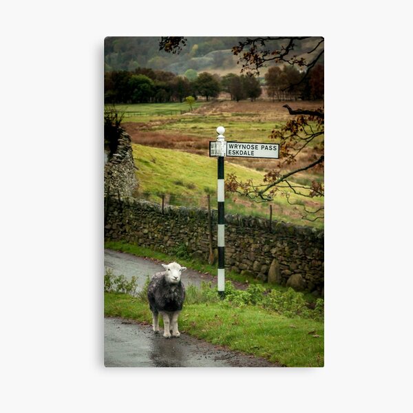 Lost Sheep, Lake District, England Canvas Print