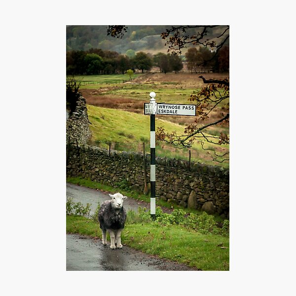 Lost Sheep, Lake District, England Photographic Print