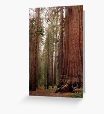 Redwood Greeting Card