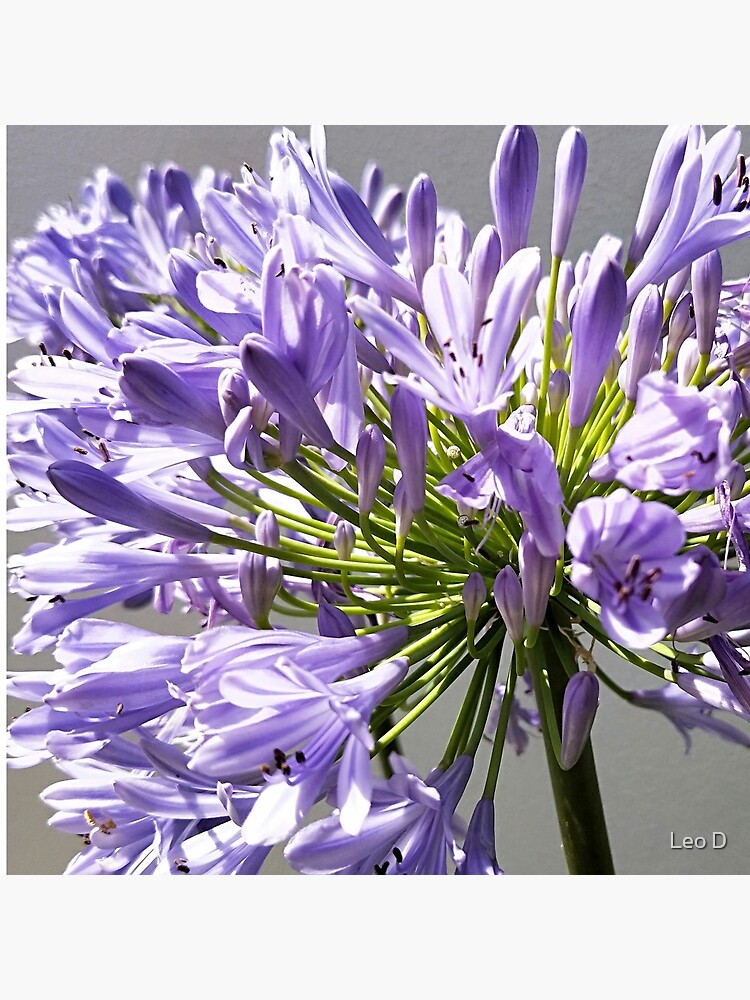 Bolsa de tela «Fotografía HD De Flor Morada Larga» de adriyee | Redbubble