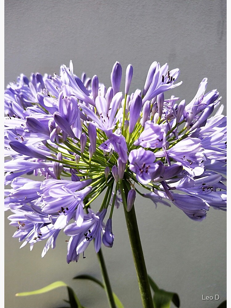 Lámina rígida «Fotografía HD De Flor Morada Larga» de adriyee | Redbubble