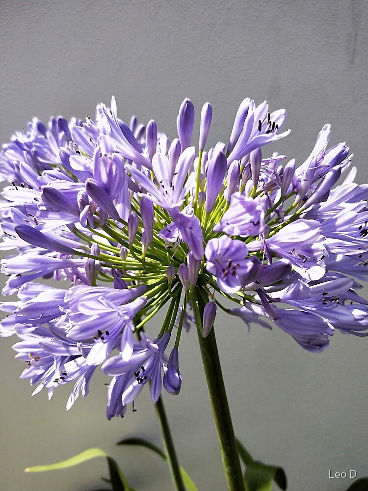 Tarjetas de felicitación «Fotografía HD De Flor Morada Larga» de adriyee |  Redbubble