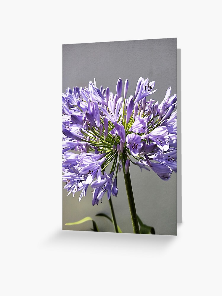 Tarjetas de felicitación «Fotografía HD De Flor Morada Larga» de adriyee |  Redbubble