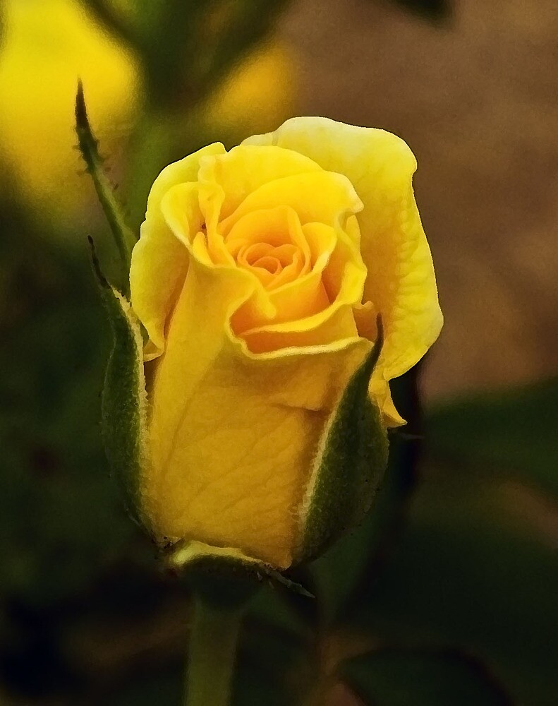 A Single Yellow Rose Bud By Kittyrodehorst Redbubble 