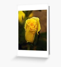 A Single Yellow Rose Bud Greeting Card