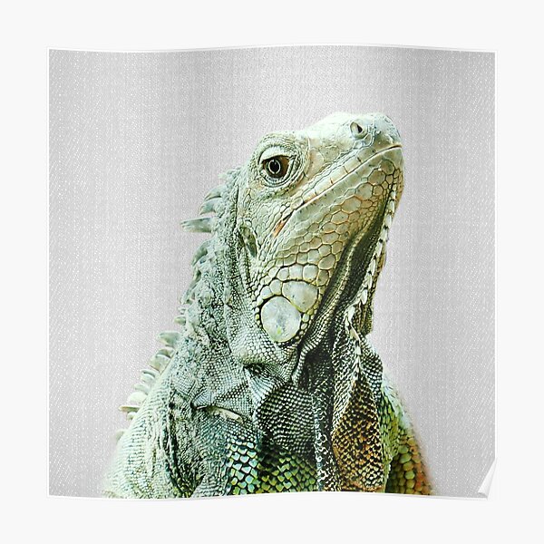 Iguana - Colorful Poster