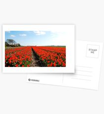 There will always be the tulips Postcards