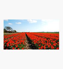 There will always be the tulips Photographic Print