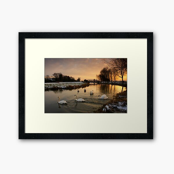 Swans on the River Framed Art Print