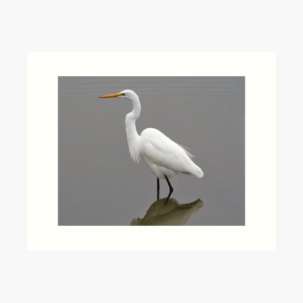 Item preview, Regal Great White Egret designed and sold by Paulette1021.
