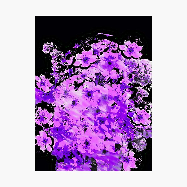 Almond Blossoms in Lavender Photographic Print