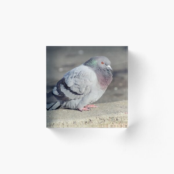 The World's Most Beautiful Pigeon Acrylic Block