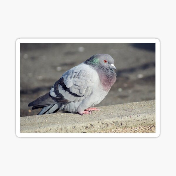 The World's Most Beautiful Pigeon Sticker