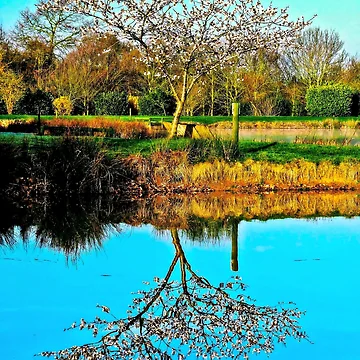 Artwork thumbnail, Springtime reflection by ScenicViewPics