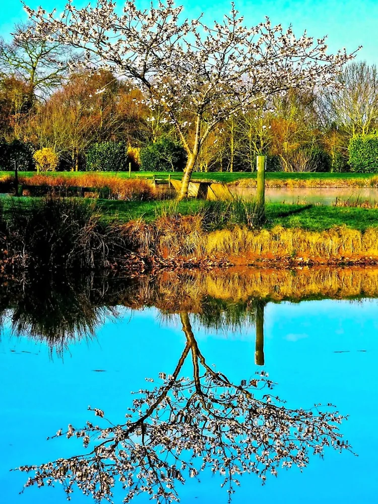 Thumbnail 4 of 4, iPhone Case, Springtime reflection designed and sold by ScenicViewPics.