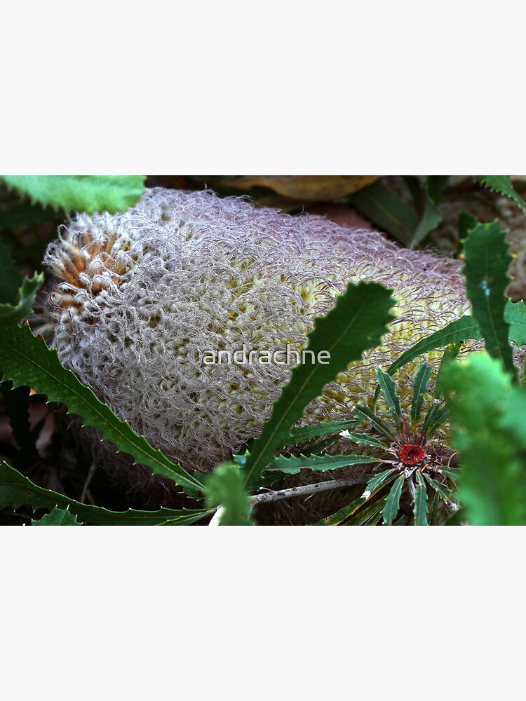 Banksia baueri by andrachne