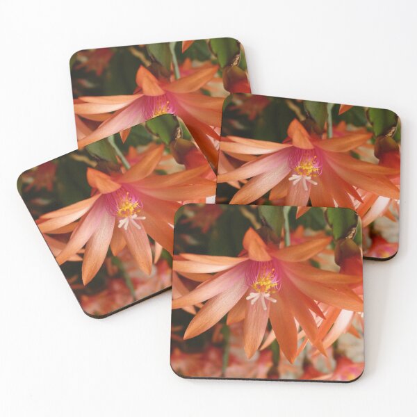 Item preview, Zygocactus : Schlumbergera truncata designed and sold by Trish Meyer.
