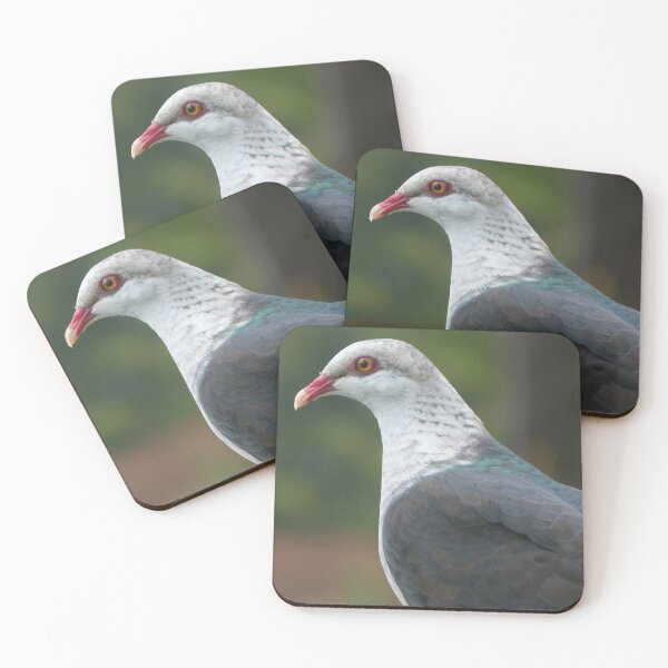 Item preview, White-headed Pigeon designed and sold by Trish Meyer.