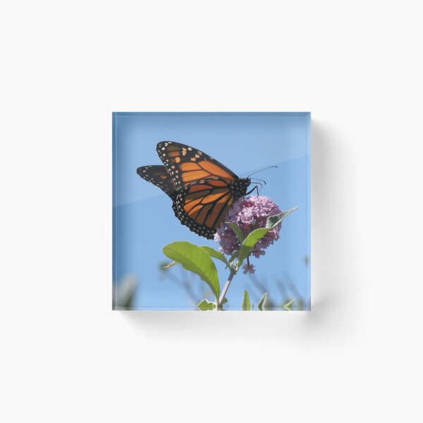 Item preview, Last Year's Monarch designed and sold by Trish Meyer.