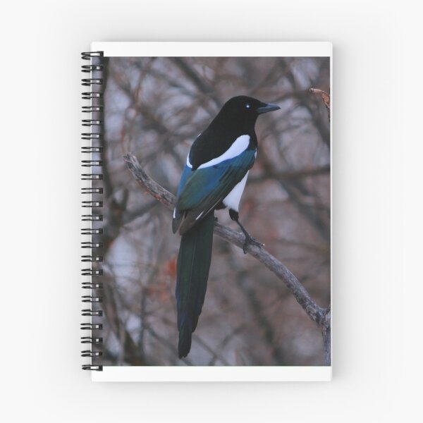 Item preview, Black Billed Magpie designed and sold by Larry Trupp.