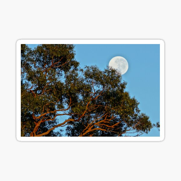 Item preview, Reaching to the Moon - Adelaide Hills - Fleurieu Peninsula - Australia designed and sold by MagpieSprings.