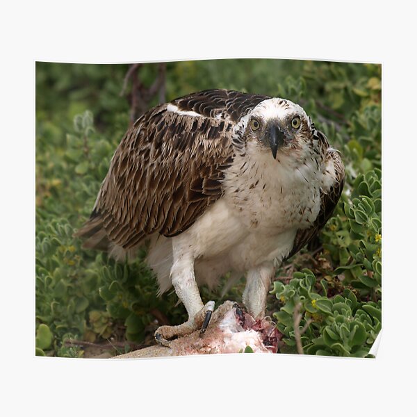 Osprey Poster