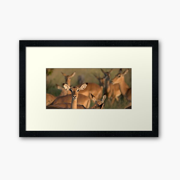 Impala Framed Art Print