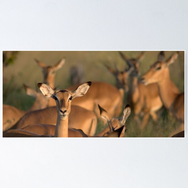 Impala Poster