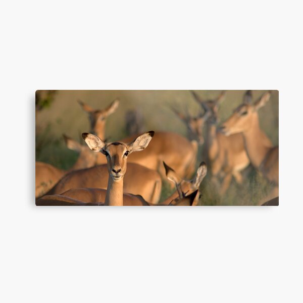 Impala Metal Print