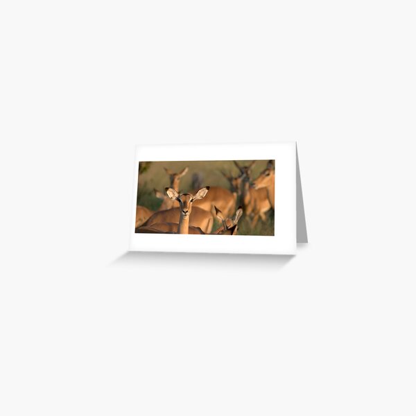 Impala Carte de vœux
