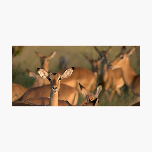Impala Photographic Print