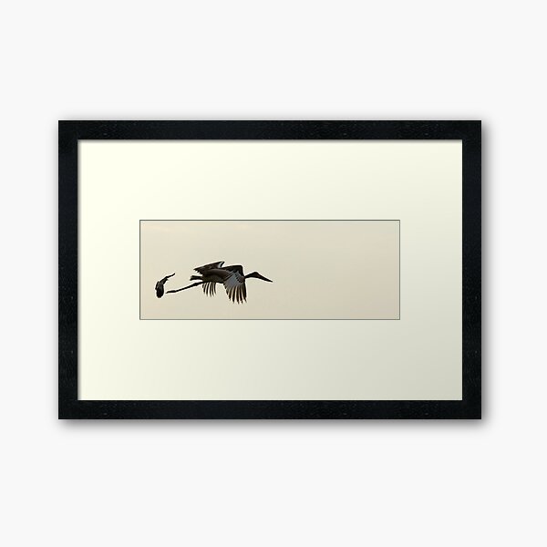 Jabiru Stork Framed Art Print