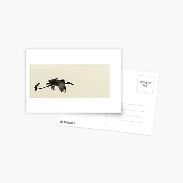 Jabiru Stork Postcard