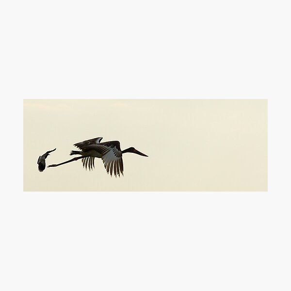 Cigogne Jabiru Impression photo