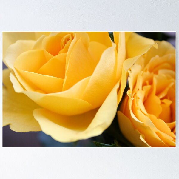 Item preview, Yellow english rose flower designed and sold by MarieJones.