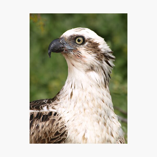 Osprey Side Profile Photographic Print