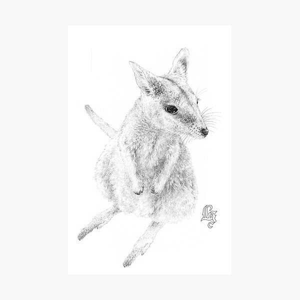 Rock wallaby (ink draft) Photographic Print