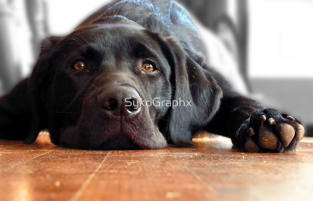 "Lazy Black Lab " by SykoGraphx Redbubble