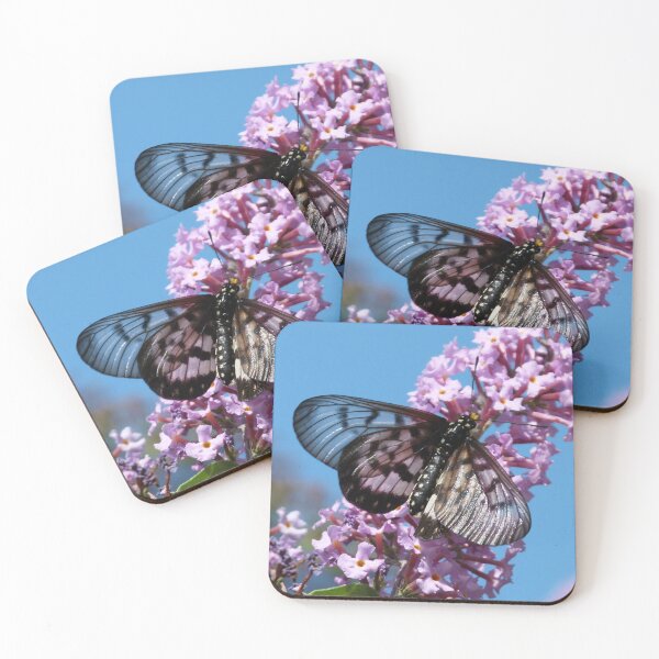 Item preview, Glasswing Butterfly, Acraea andromacha 2. designed and sold by Trish Meyer.