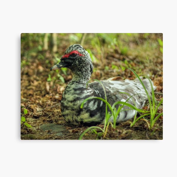 Who's a pretty duck? Canvas Print