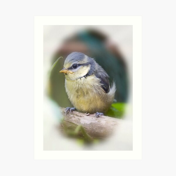 baby blue tit Art Print