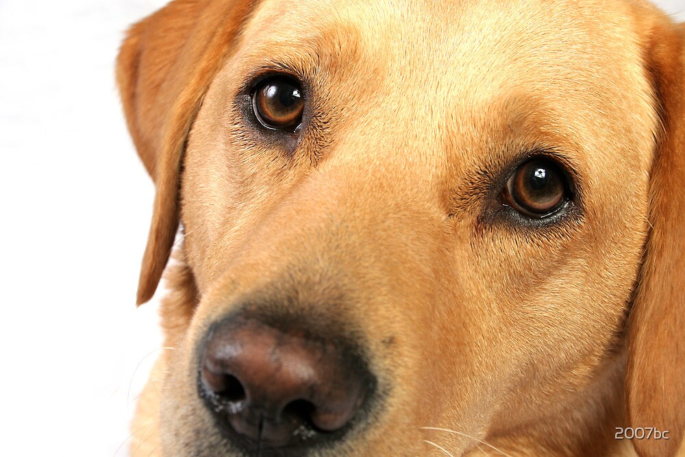 "Golden Labrador Dog" by 2007bc | Redbubble