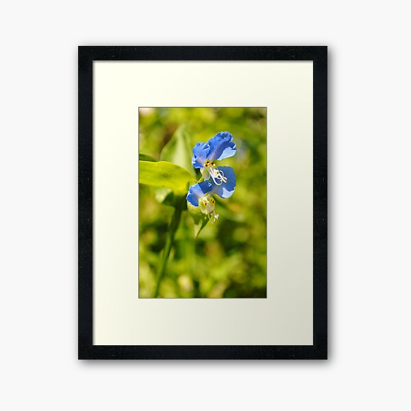 Blue Dayflower Framed Art Print