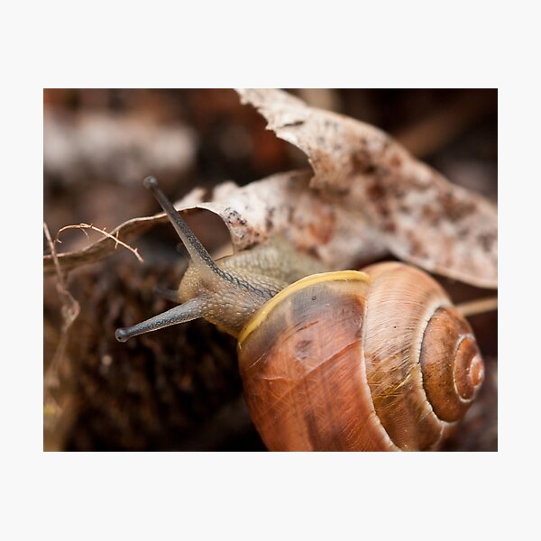 Snails See the Beauty in Every Inch Photographic Print