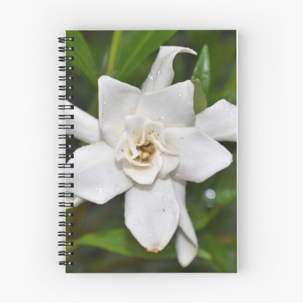 Item preview, Rain Covered Gardenia designed and sold by Photos67.